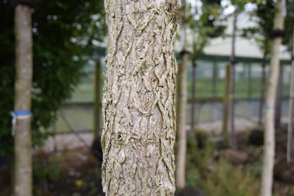 Corylus colurna 12-14 HS